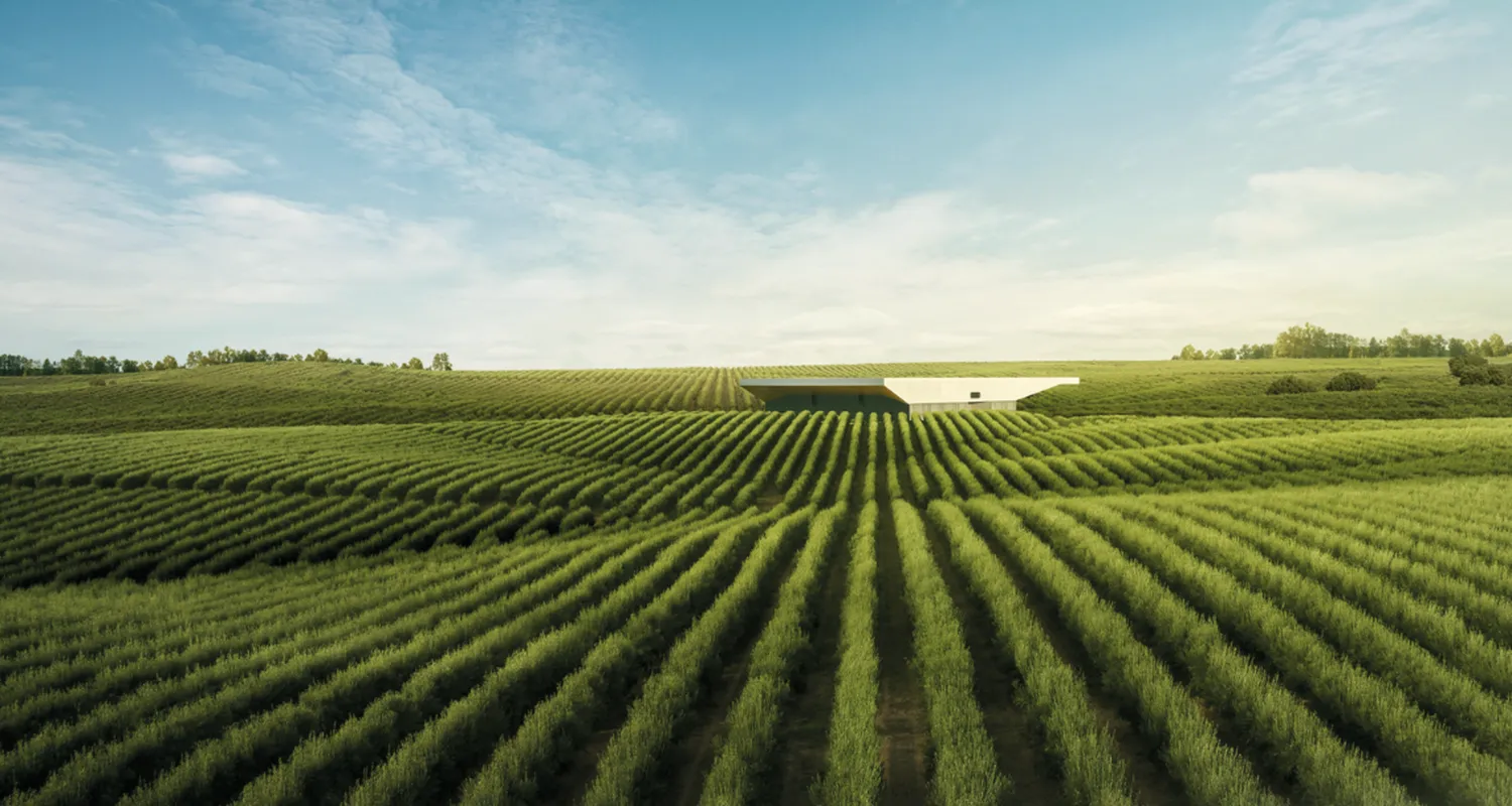From field to global scale: building a sustainable leader in the olive oil and edible oils market